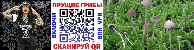 Купить  Павловский Посад  Галлюциногенные грибы GOLDEN TEACHER 